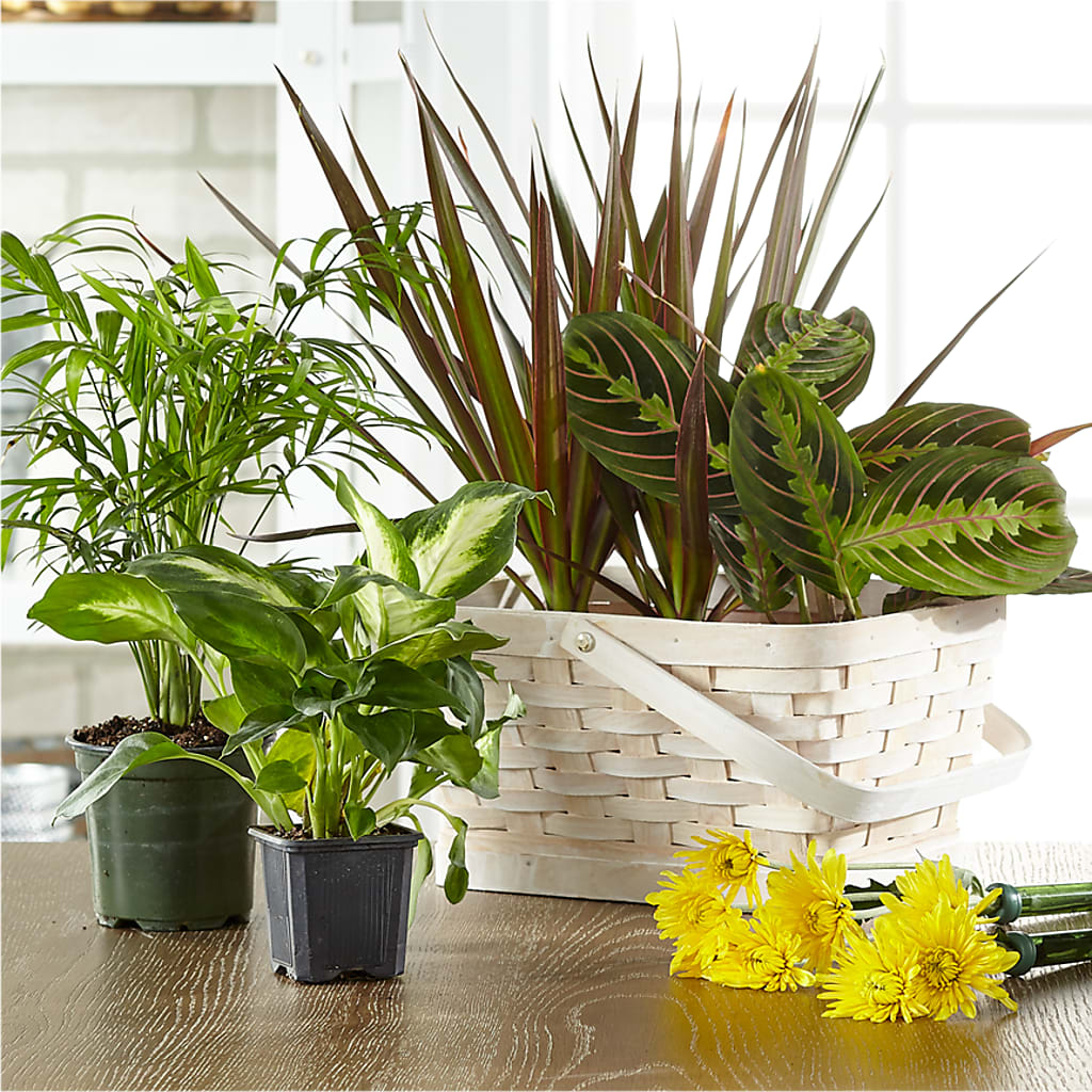 Florist Designed Blooming and Green Plants in a Basket – BECCA'S BLING AND BLOOMS, Millington TN