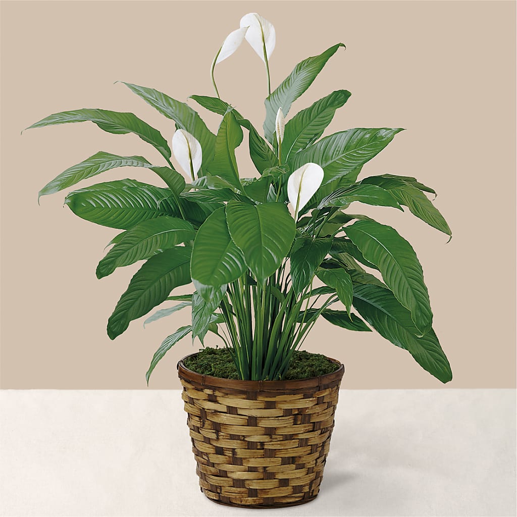 Tranquil Moments Peace Lily Plant – BECCA'S BLING AND BLOOMS, Millington TN