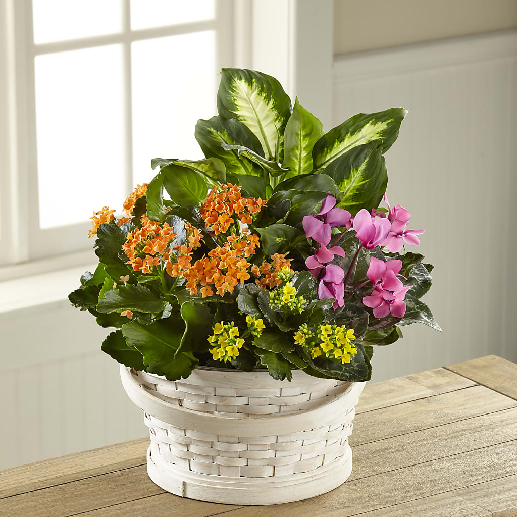 Color Crush Dishgarden – BECCA'S BLING AND BLOOMS, Millington TN