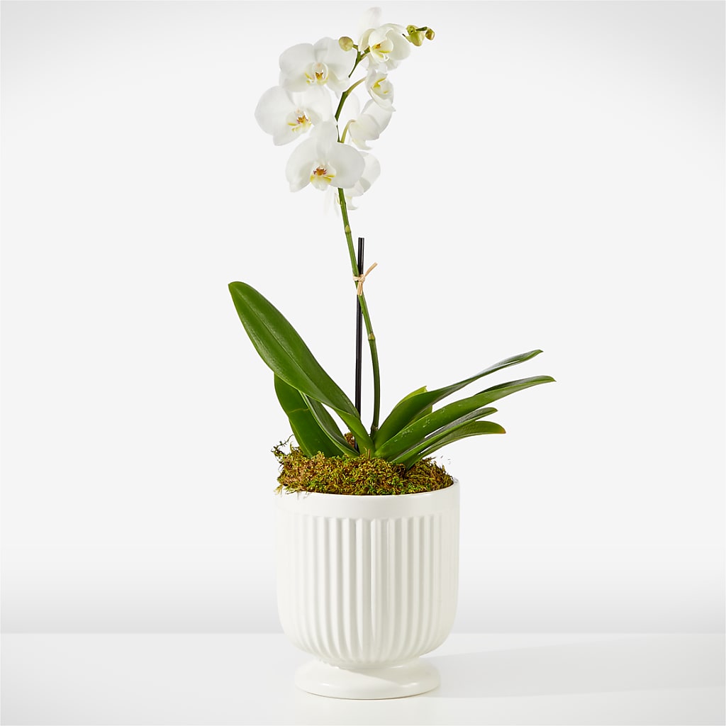 Whispering White Orchid – BECCA'S BLING AND BLOOMS, Millington TN