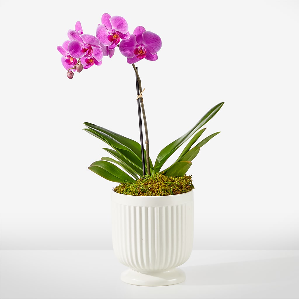 Friendly Fuchsia Orchid – BECCA'S BLING AND BLOOMS, Millington TN