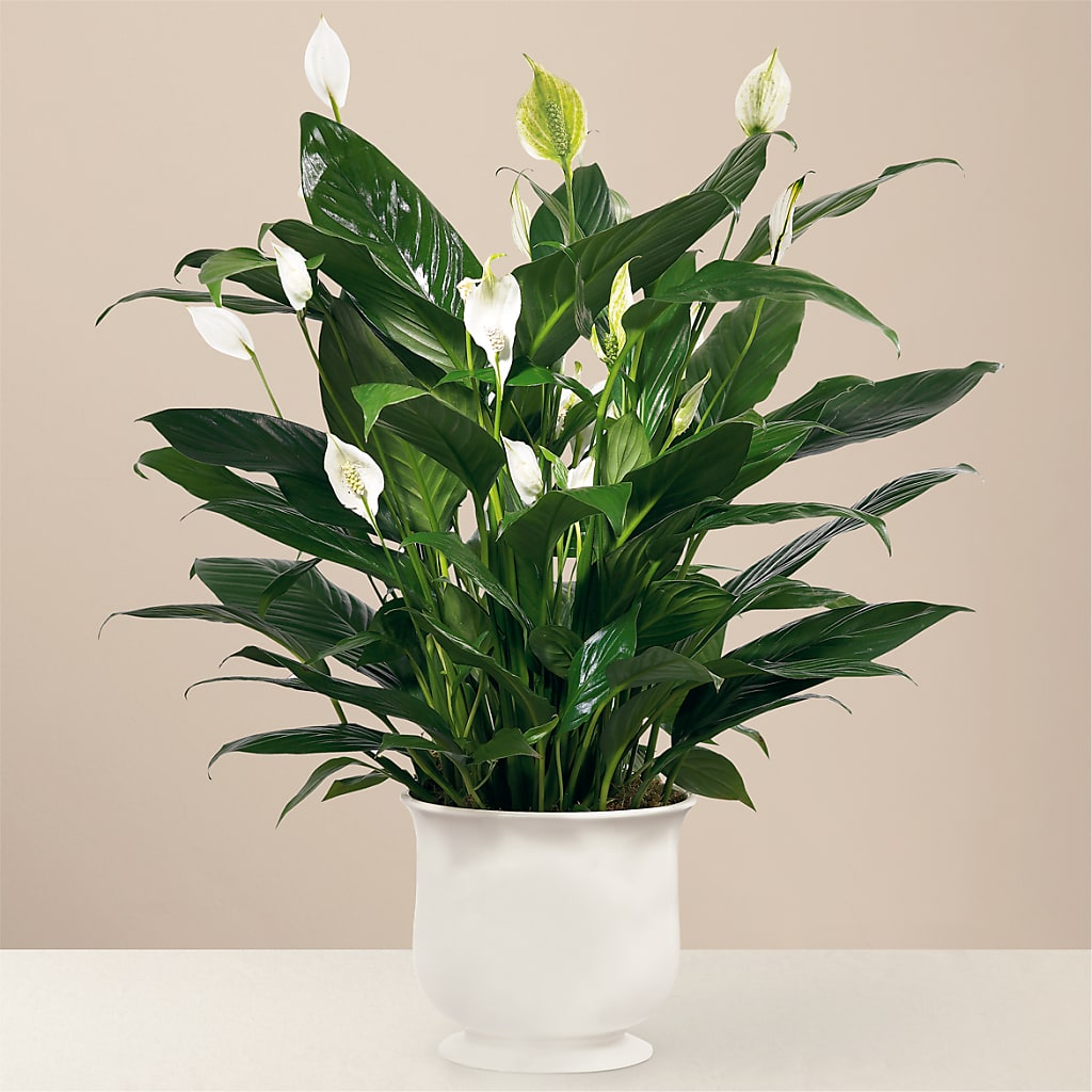 Comfort Planter – BECCA'S BLING AND BLOOMS, Millington TN