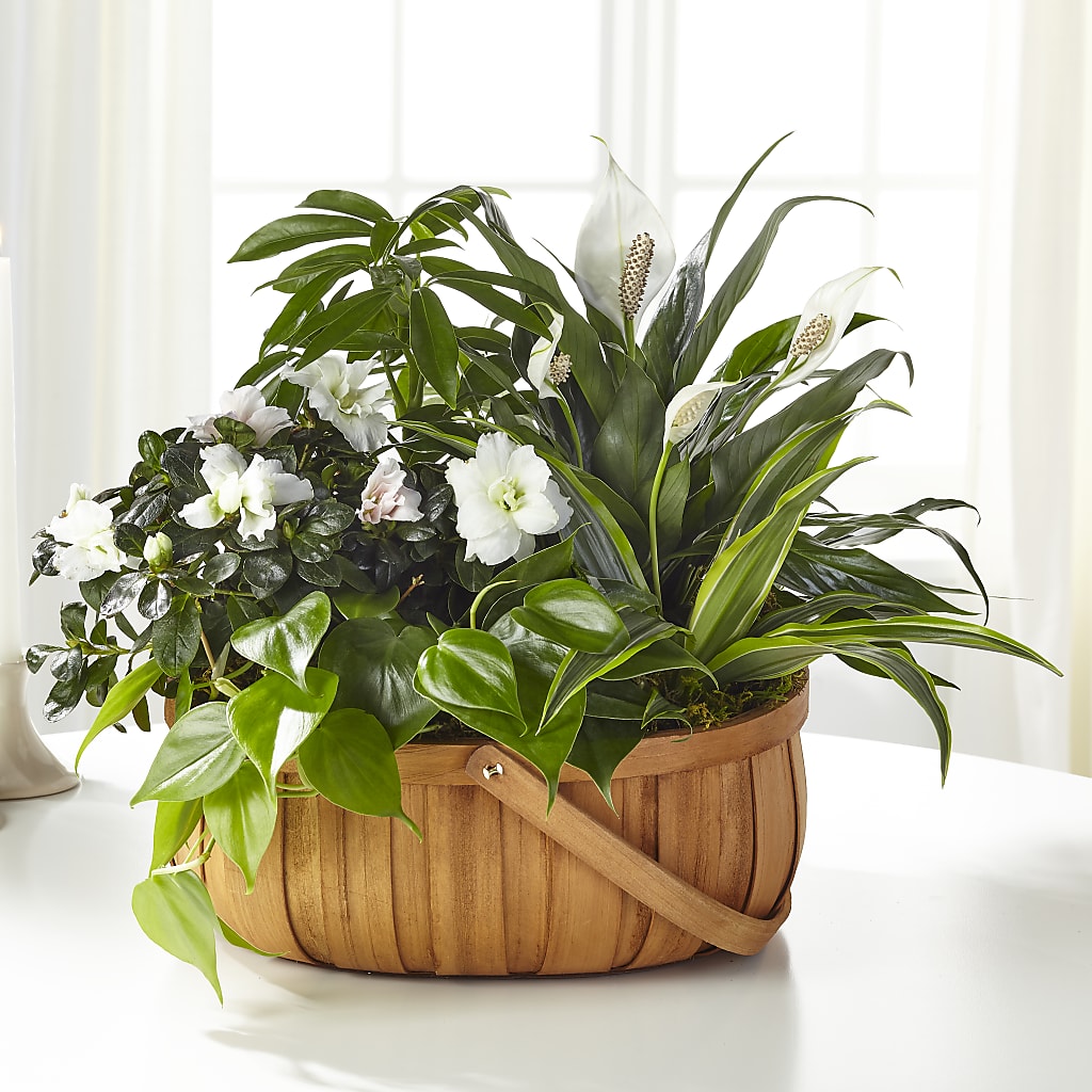 Serene Dishgarden – BECCA'S BLING AND BLOOMS, Millington TN
