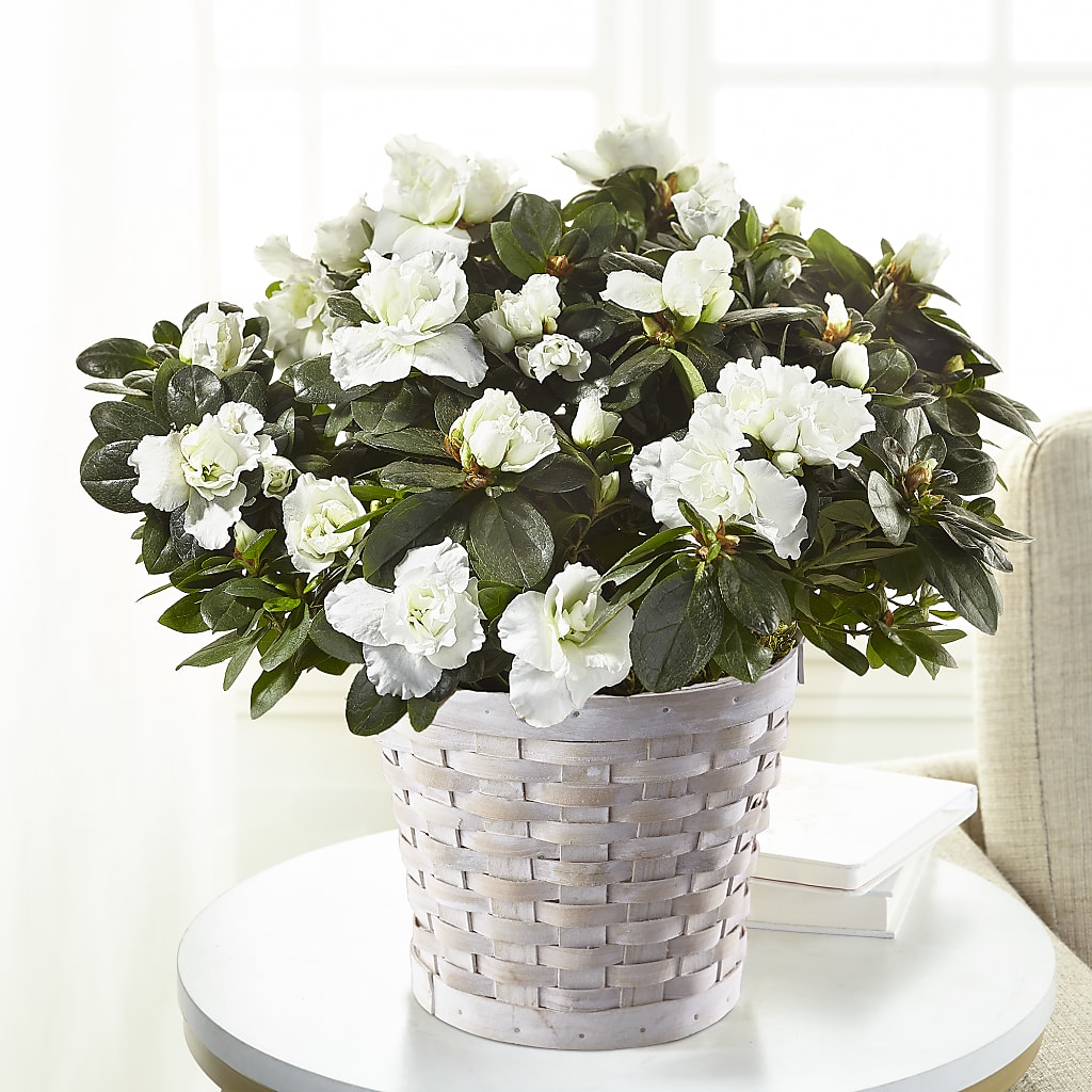 White Azalea Plant – BECCA'S BLING AND BLOOMS, Millington TN