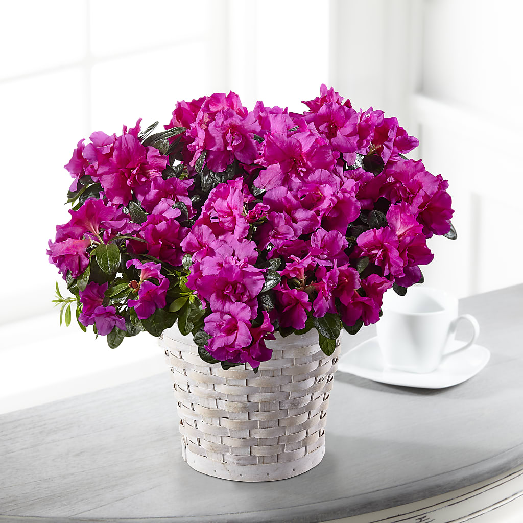 Hope & Serenity Azalea Plant – BECCA'S BLING AND BLOOMS, Millington TN