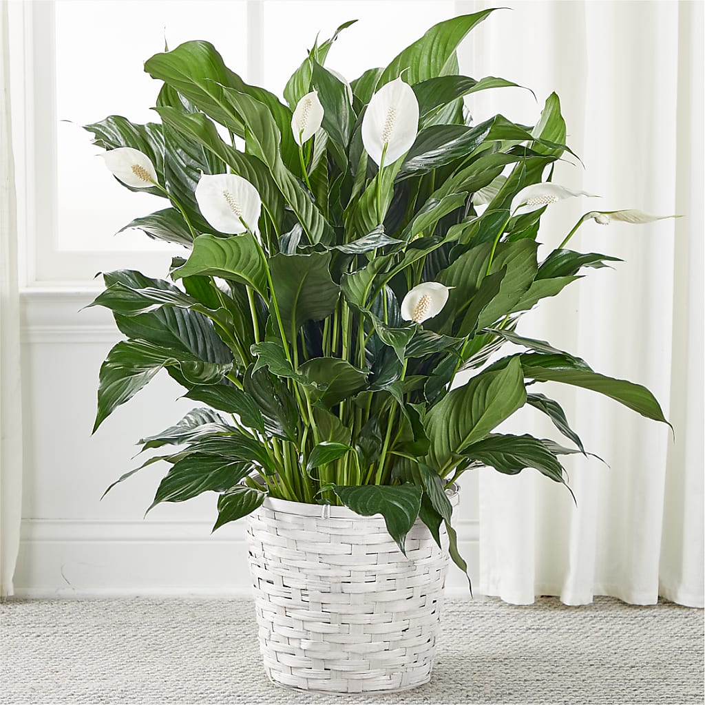 A New Leaf Peace Lily – BECCA'S BLING AND BLOOMS, Millington TN