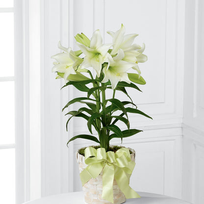 Easter Lily Plant – BECCA'S BLING AND BLOOMS, Millington TN