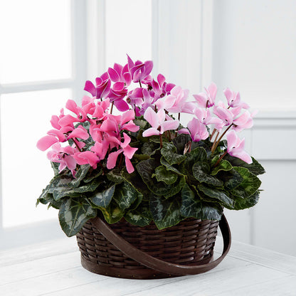 Mixed Cyclamen Planter – BECCA'S BLING AND BLOOMS, Millington TN