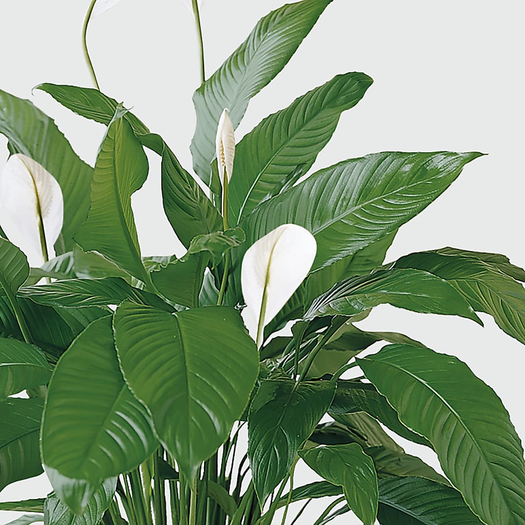 Tranquil Moments Peace Lily Plant – BECCA'S BLING AND BLOOMS, Millington TN