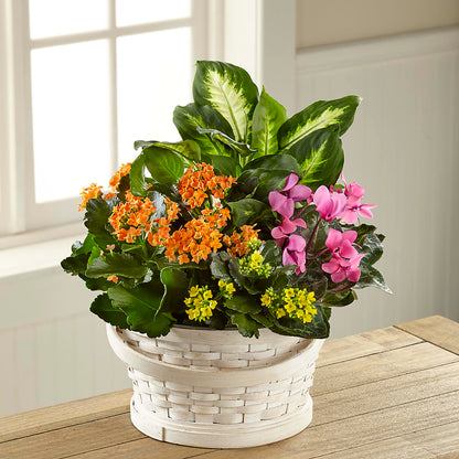 Color Crush Dishgarden – BECCA'S BLING AND BLOOMS, Millington TN