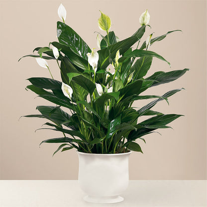 Comfort Planter – BECCA'S BLING AND BLOOMS, Millington TN