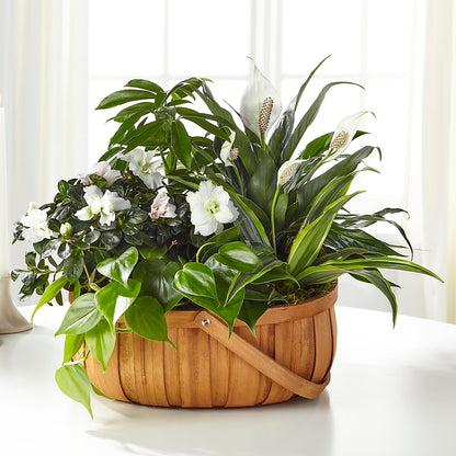 Serene Dishgarden – BECCA'S BLING AND BLOOMS, Millington TN