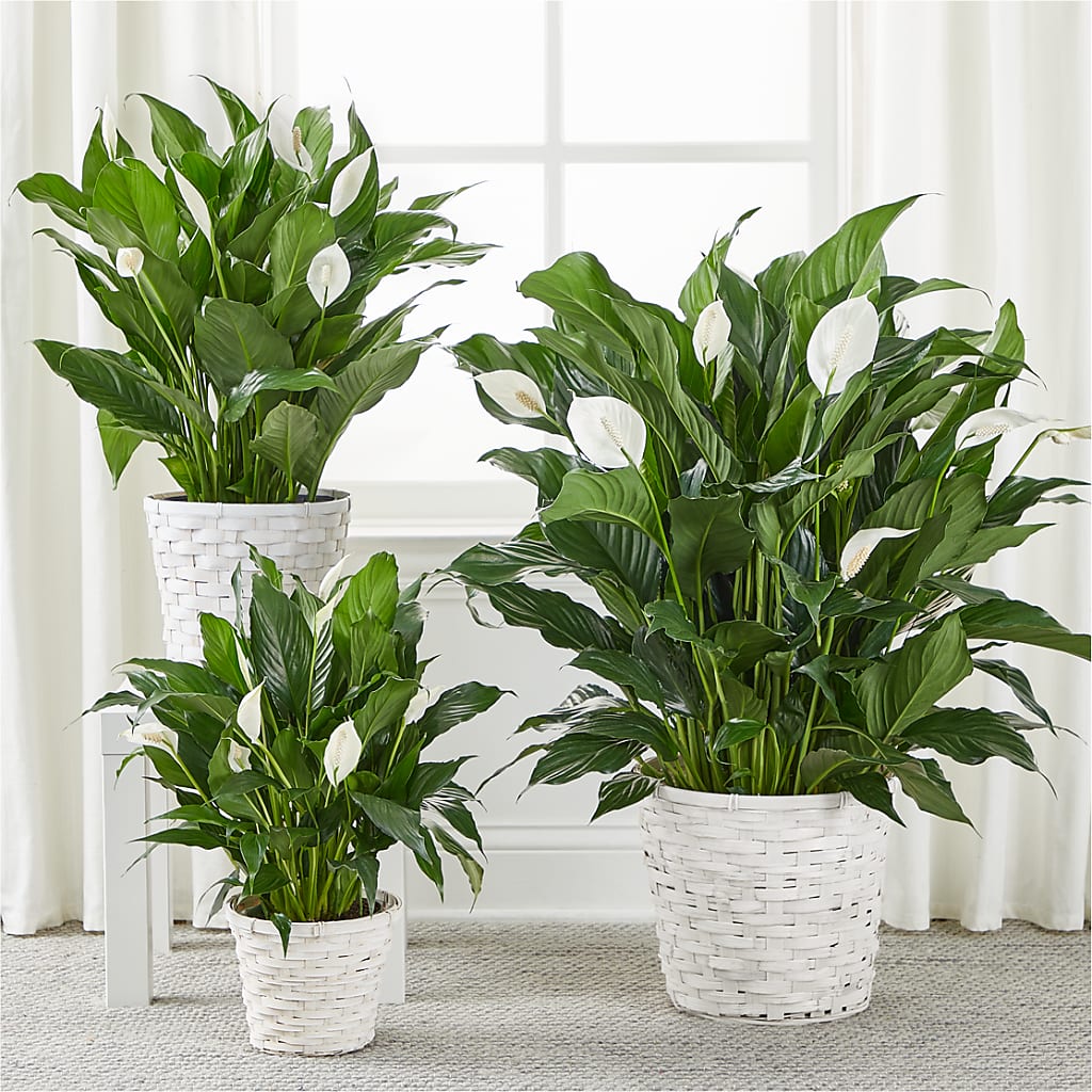 A New Leaf Peace Lily – BECCA'S BLING AND BLOOMS, Millington TN
