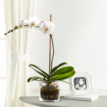White Orchid Planter – BECCA'S BLING AND BLOOMS, Millington TN